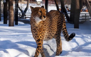 Москвичи и гости столицы с помощью камер смогут увидеть, что делают животные в зоопарке