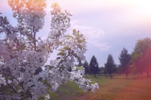 16 апреля в яблоневом саду по адресу: Коломенский проезд, д. 21 прошел массовый экологический субботник