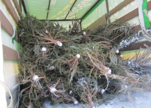 15 января местные жители смогут сдать елки на переработку