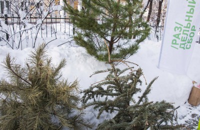 Жители района Нагатино-Садовники могут принять участие в акции «Елочный круговорот-2017»
