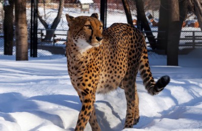 Москвичи и гости столицы с помощью камер смогут увидеть, что делают животные в зоопарке