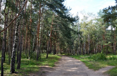 Жулебинскому лесу в ЮВАО столицы планируют присвоить статус особо охраняемой территории