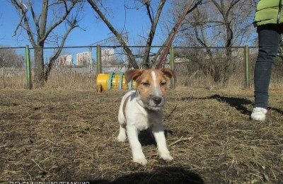 Благотворительная выставка приютских собак пройдет в парке «Садовники» 29 апреля