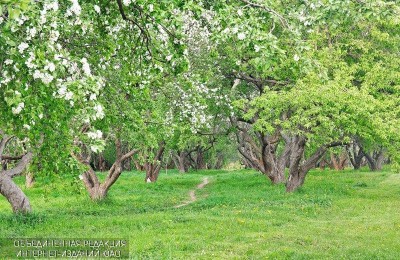 Яблоневый сад в районе Нагатино-Садовники