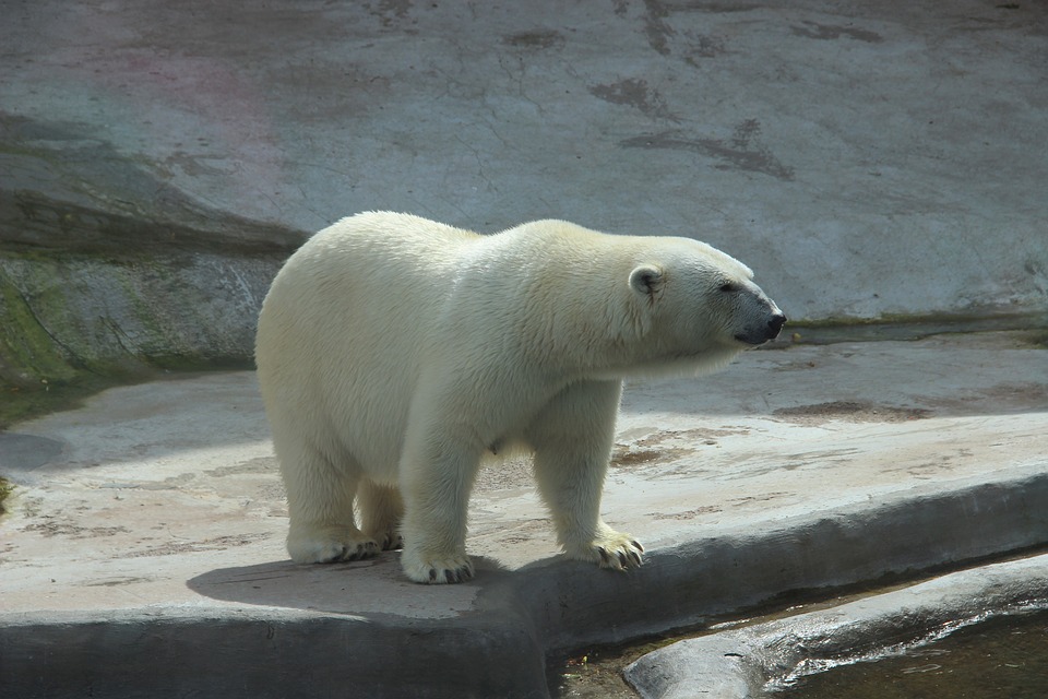 Международный день полярного медведя, Московский зоопарк, подарки, сувениры, флешмоб, «Медвежья зарядка», «Полярный мир», квесты, мастер-классы