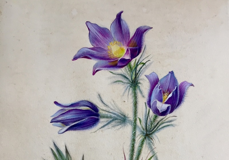 Иллюстрации редких растений покажут на выставке в галерее «На Каширке»