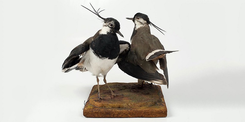 Международный день птиц, птицы, пернатые, биологический музей имени К. А. Тимирязева