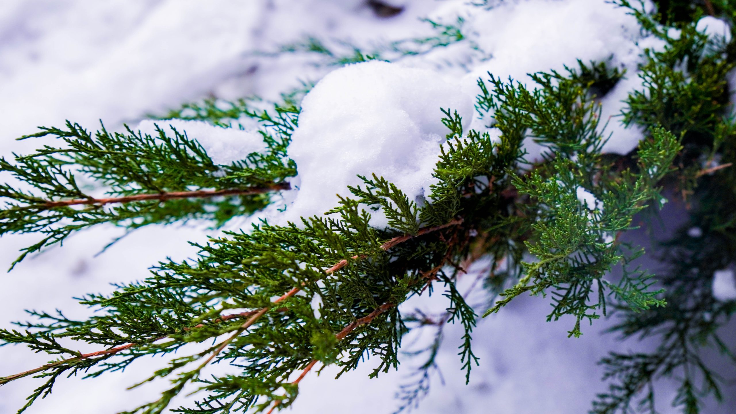 Члены Молодежной палаты района Нагатино-Садовники пригласили на фестиваль. Фото: Ксения Догонашева, «Вечерняя Москва»